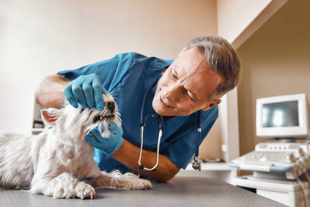 Best Emergency Dental Care for Abscessed Tooth in Tuolumne City, CA